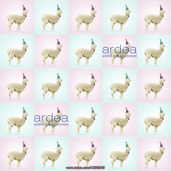  : llama