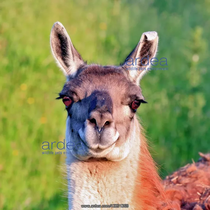 : Llama : Llama