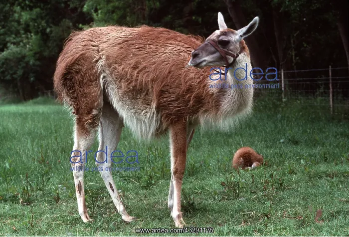 : LLAMA : LLAMA