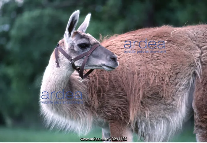 : LLAMA : LLAMA
