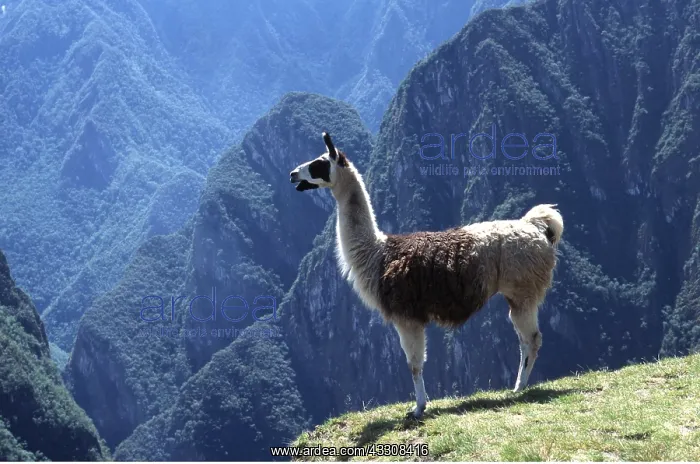 : LLAMA : LLAMA