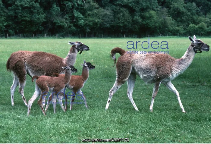 : LLAMA - adults with young : LLAMA - adults with young