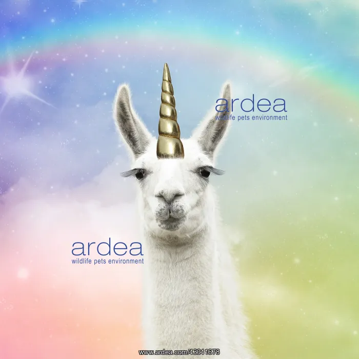  : Llama with big eye lashes and gold unicorn horn