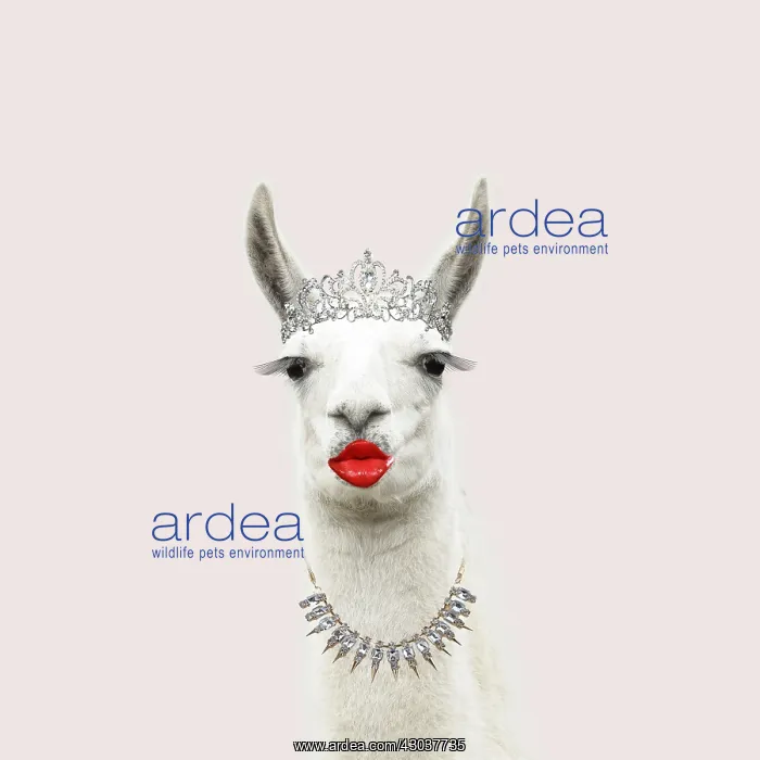 : Llama with big eye lashes and lipstick wearing a tiara : Llama with big eye lashes and lipstick wearing a tiara