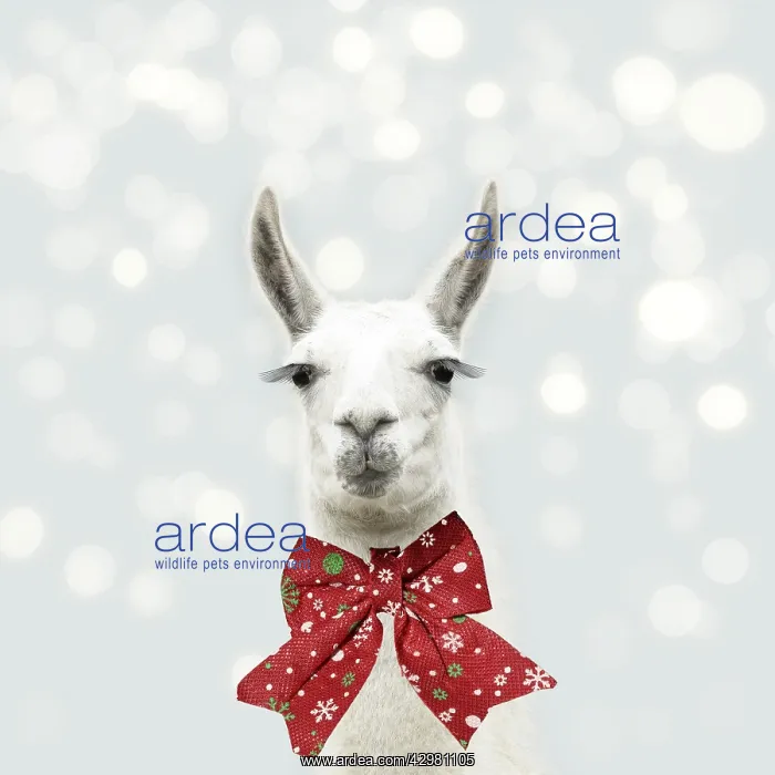 : Llama with big eye lashes wearing Christmas bow : Llama with big eye lashes wearing Christmas bow