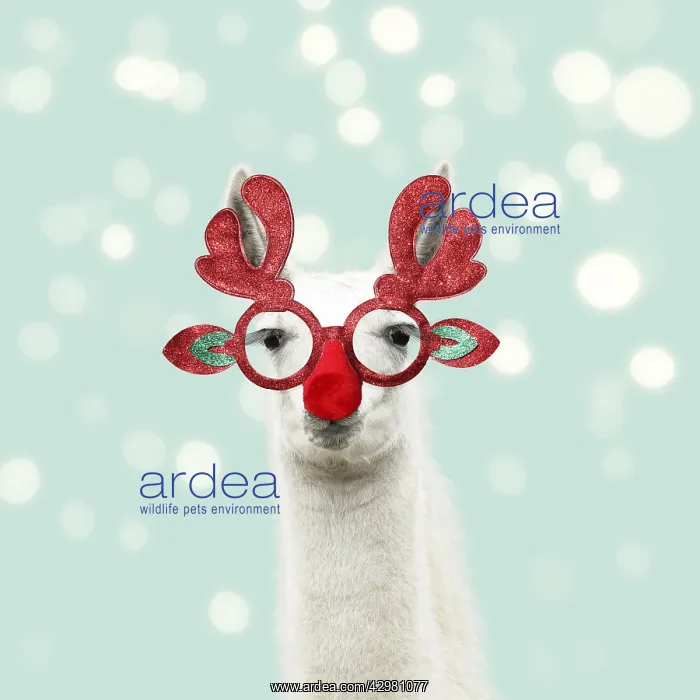 : Llama with big eye lashes wearing Christmas glasses : Llama with big eye lashes wearing Christmas glasses