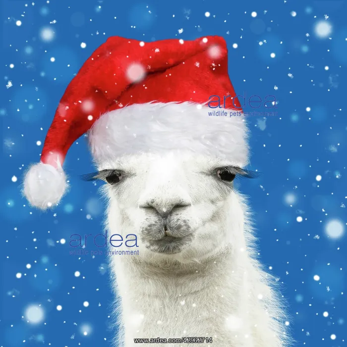 : Llama with big eye lashes wearing Christmas hat : Llama with big eye lashes wearing Christmas hat