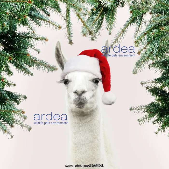 : Llama with big eye lashes wearing Christmas hat : Llama with big eye lashes wearing Christmas hat