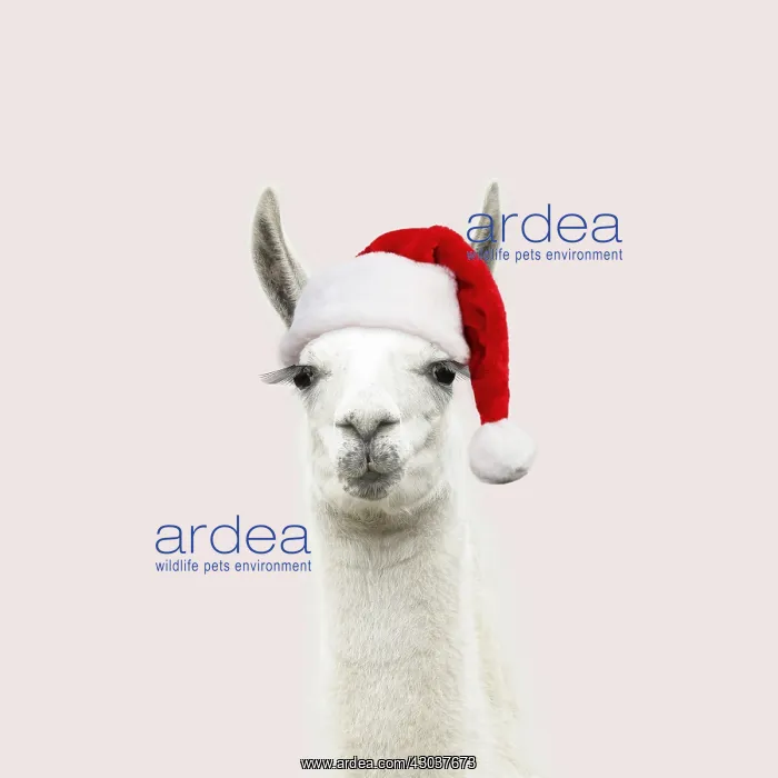 : Llama with big eye lashes wearing Christmas hat : Llama with big eye lashes wearing Christmas hat