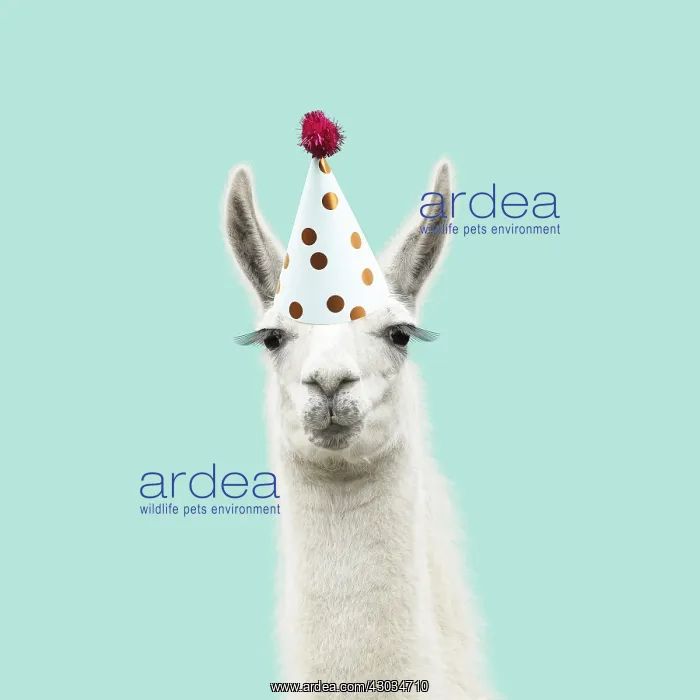 : Llama with big eye lashes wearing party hat : Llama with big eye lashes wearing party hat