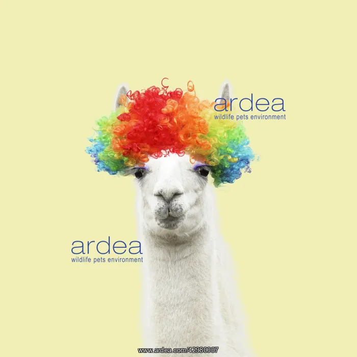 : Llama with big eye lashes wearing raindow coloured wig : Llama with big eye lashes wearing raindow coloured wig