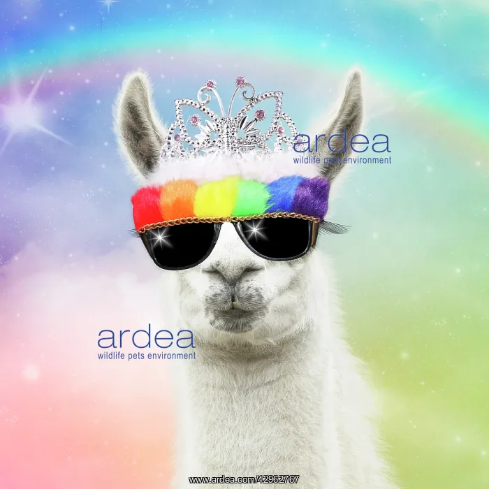 : Llama with big eye lashes wearing tiara ad rainbow sunglass : Llama with big eye lashes wearing tiara ad rainbow sunglass