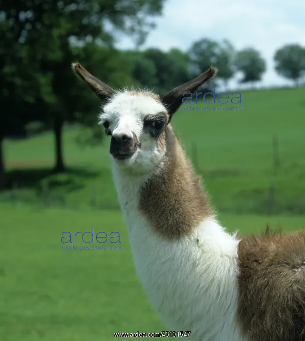 : Llama calf : Llama calf