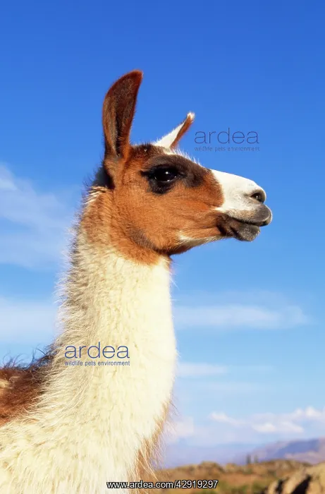 : LLAMA - CLOSE UP OF HEAD : LLAMA - CLOSE UP OF HEAD