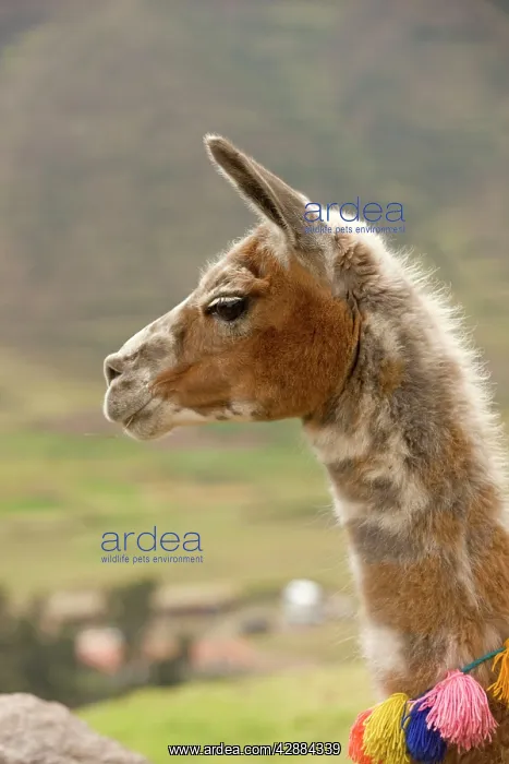  : Llama. Cuzco - Peru