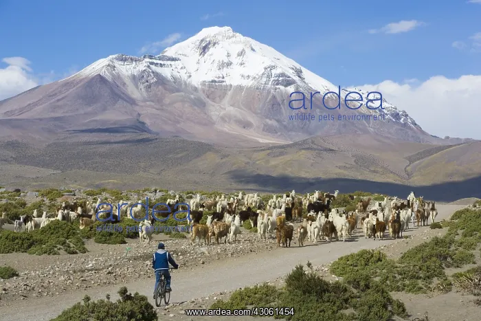 : Llama herd crossing road and Isluga volcano Chili : Llama herd crossing road and Isluga volcano Chili
