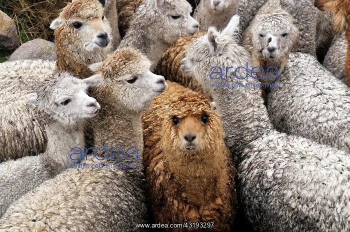 : Llama herd in Pampa Blanca village, Munizip Charazani : Llama herd in Pampa Blanca village, Munizip Charazani