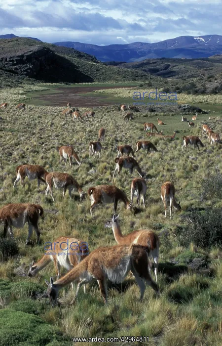 : Llama - herd in pampas landscape : Llama - herd in pampas landscape