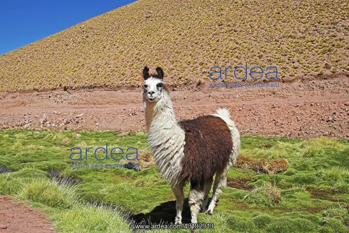 : Llama in the highlands, Atacama desert, northern : Llama in the highlands, Atacama desert, northern