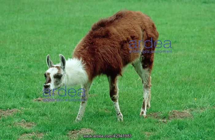  : Llama (Lama glama)