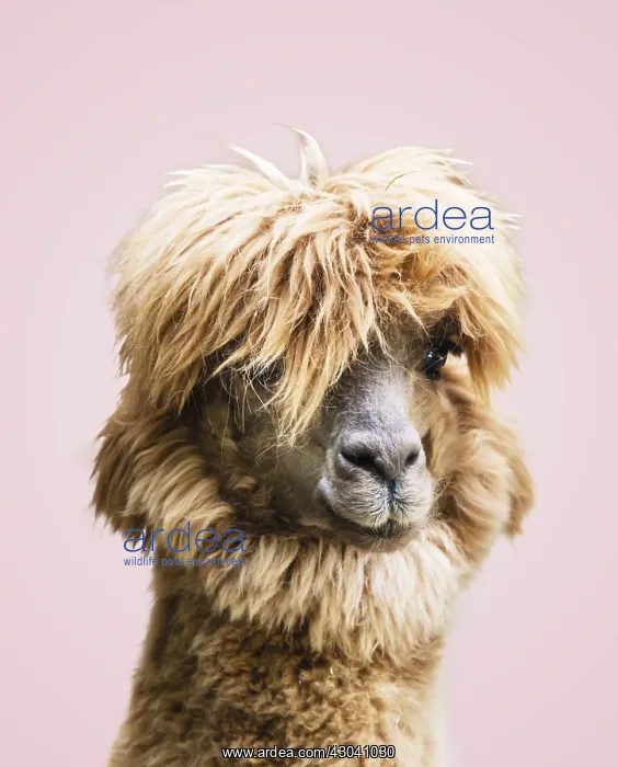  : Llama (Lama glama), animal portrait