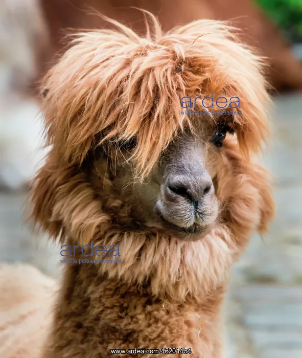 : Llama (Lama glama), animal portrait : Llama (Lama glama), animal portrait