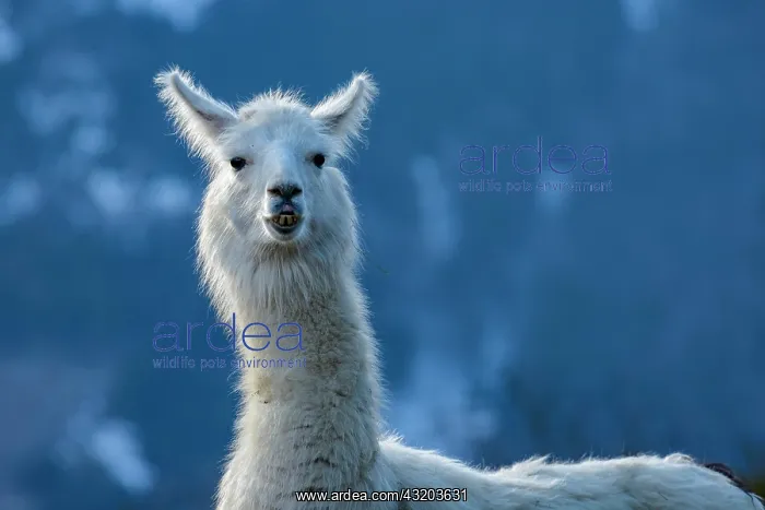 : Llama (Lama glama), captive, Vorderstoder, Upper : Llama (Lama glama), captive, Vorderstoder, Upper