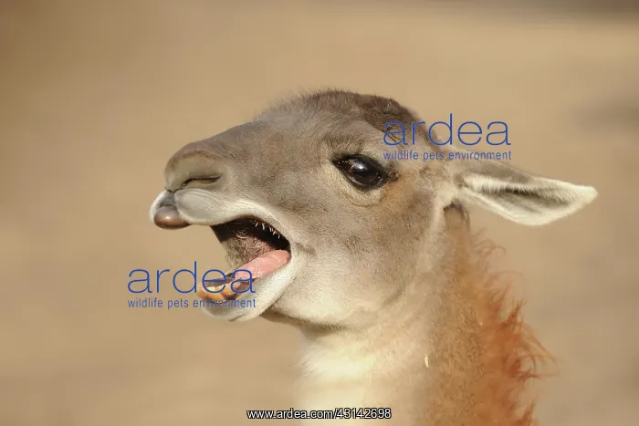 : Llama (lama glama) gaping : Llama (lama glama) gaping