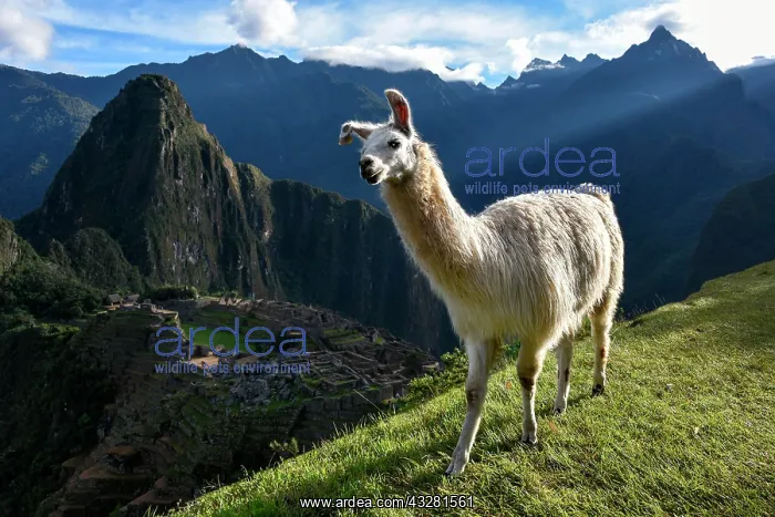 : Llama (Lama glama) in front of Machu Picchu, Aguas : Llama (Lama glama) in front of Machu Picchu, Aguas