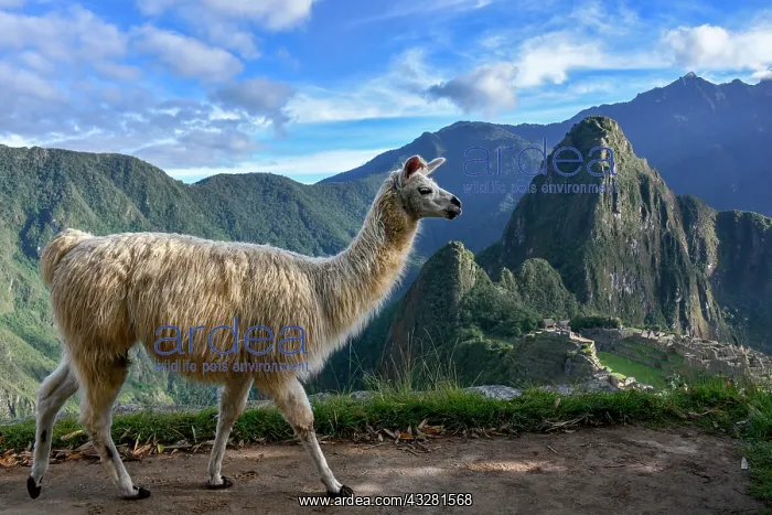  : Llama (Lama glama) in front of Machu Picchu, Aguas