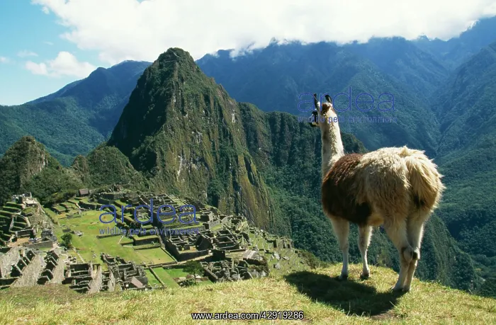 : LLAMA (Lama glama). At Machu Picchu, Inca site. Peru : LLAMA (Lama glama). At Machu Picchu, Inca site. Peru
