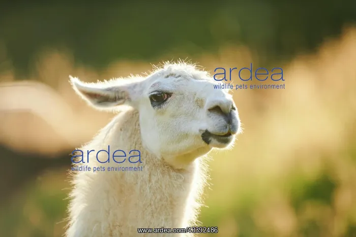 : Llama (Lama glama) on a meadow, portrait, Tirol : Llama (Lama glama) on a meadow, portrait, Tirol