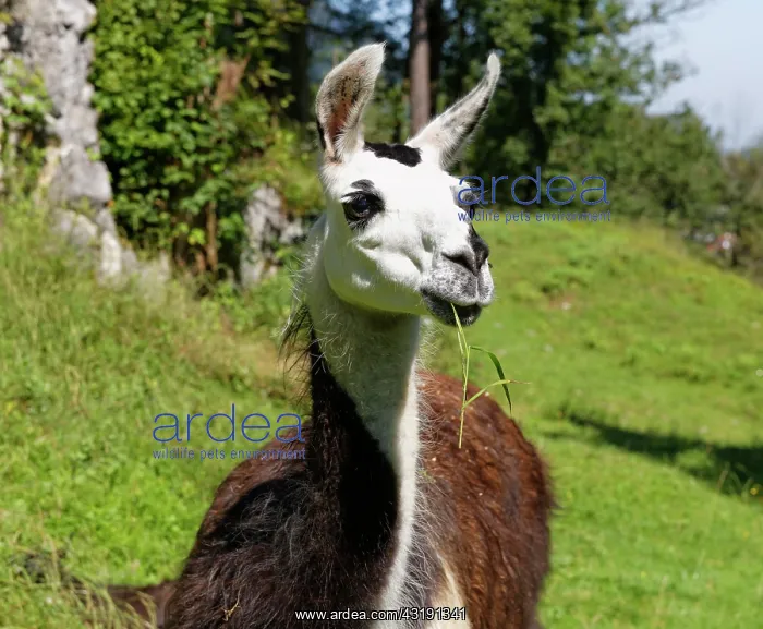 : Llama (Lama glama), Oberaudorf, Upper Bavaria, Bavaria : Llama (Lama glama), Oberaudorf, Upper Bavaria, Bavaria