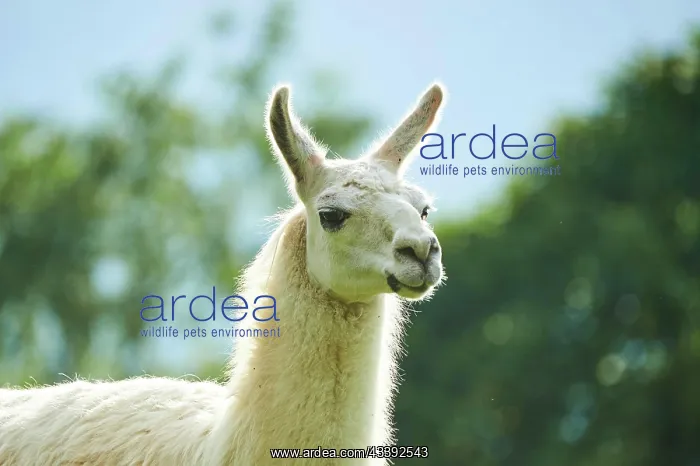 : Llama (Lama glama), portrait, Tirol, Kitzbahel : Llama (Lama glama), portrait, Tirol, Kitzbahel