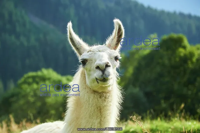 : Llama (Lama glama), portrait, Tirol, Kitzbahel : Llama (Lama glama), portrait, Tirol, Kitzbahel