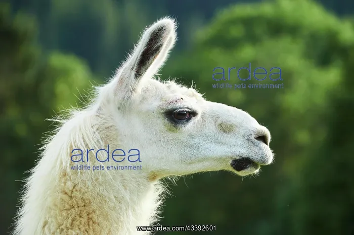 : Llama (Lama glama), portrait, Tirol, Kitzbahel : Llama (Lama glama), portrait, Tirol, Kitzbahel