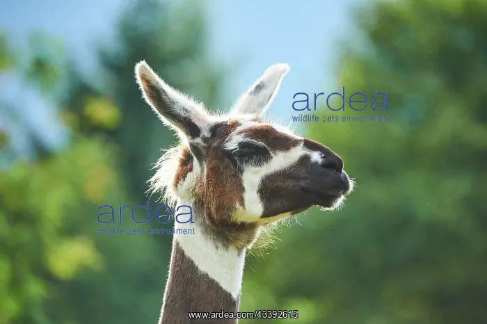 : Llama (Lama glama), portrait, Tirol, Kitzbahel : Llama (Lama glama), portrait, Tirol, Kitzbahel