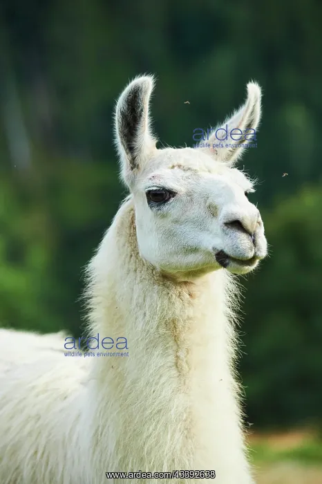 : Llama (Lama glama), portrait, Tirol, Kitzbahel : Llama (Lama glama), portrait, Tirol, Kitzbahel