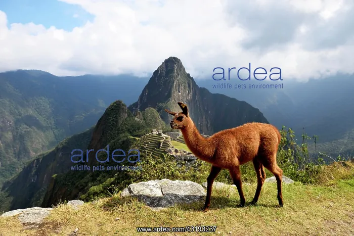 : Llama (Lama glama) in front of ruined city, Inca : Llama (Lama glama) in front of ruined city, Inca