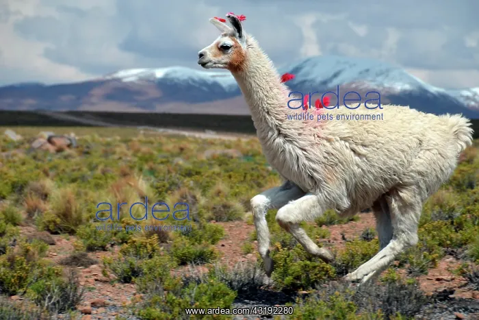 : Llama (Lama glama) running on the Altiplano, Andes : Llama (Lama glama) running on the Altiplano, Andes
