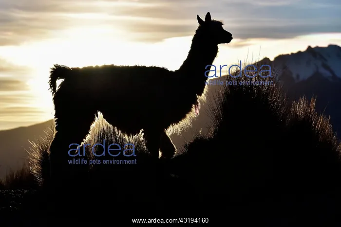  : Llama (Lama glama) as a silhouette against the light