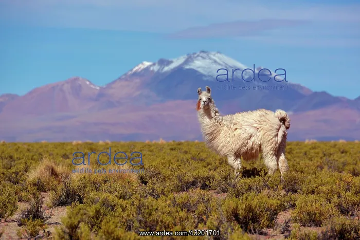 : Llama (Lama glama) in front of snow-capped Andes : Llama (Lama glama) in front of snow-capped Andes
