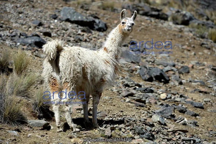 : Llama (Lama glama) standing in the Andean Highlands : Llama (Lama glama) standing in the Andean Highlands