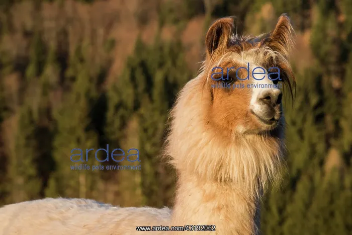 : Llama (Lama glama), Vorderstoder, Upper Austria : Llama (Lama glama), Vorderstoder, Upper Austria