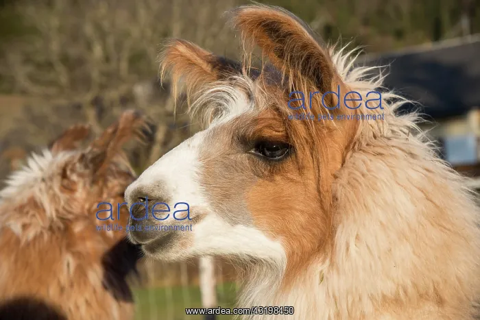 : Llama (Lama glama), Vorderstoder, Upper Austria : Llama (Lama glama), Vorderstoder, Upper Austria