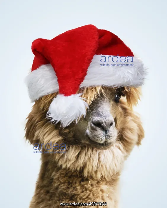  : Llama (Lama glama), wearing Christmas hat
