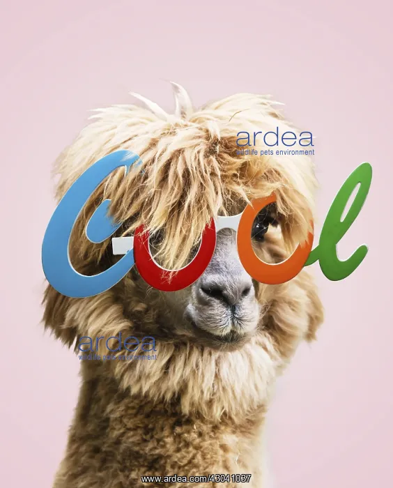  : Llama (Lama glama) wearing Cool glasses