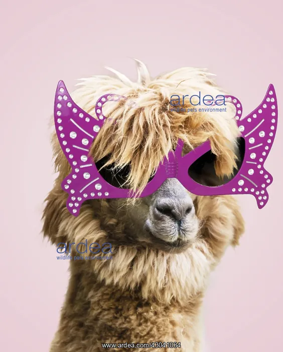 : Llama (Lama glama) wearing flamboyant sun-glasses : Llama (Lama glama) wearing flamboyant sun-glasses