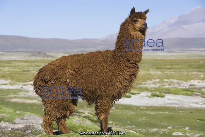 : Llama Lauca National Park Chile : Llama Lauca National Park Chile