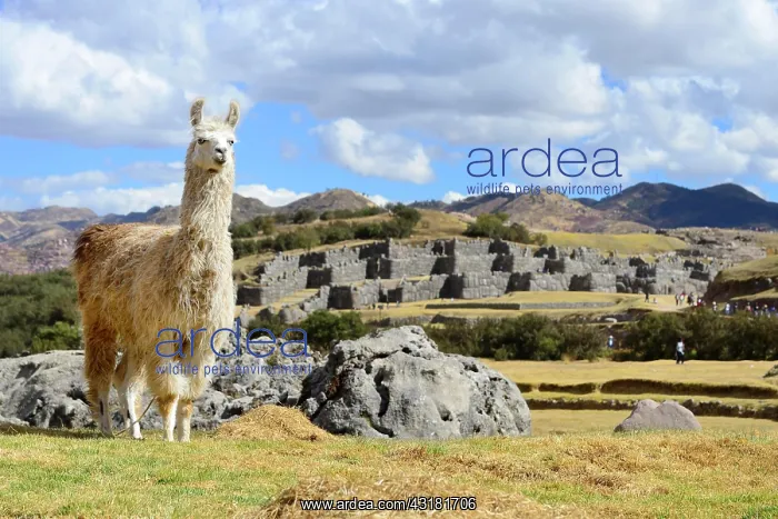: Llama (Llama glama) in front of the fortress walls : Llama (Llama glama) in front of the fortress walls